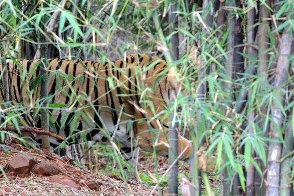 Tigre Rayado Dentro Una Jaula Zoológico —  Fotos de Stock