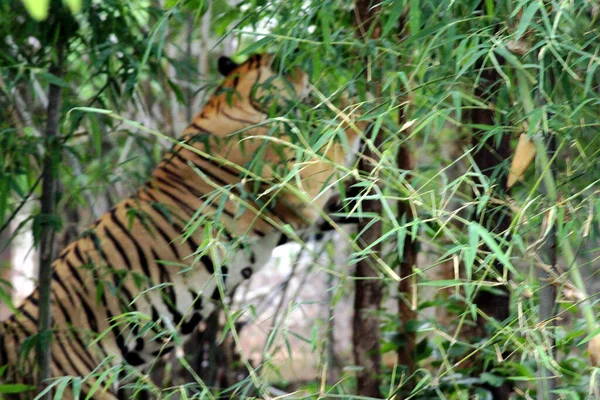 Tigre Rayado Dentro Una Jaula Zoológico —  Fotos de Stock