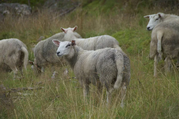 Eine Schafherde Weidet Auf Einer Weide — Stockfoto