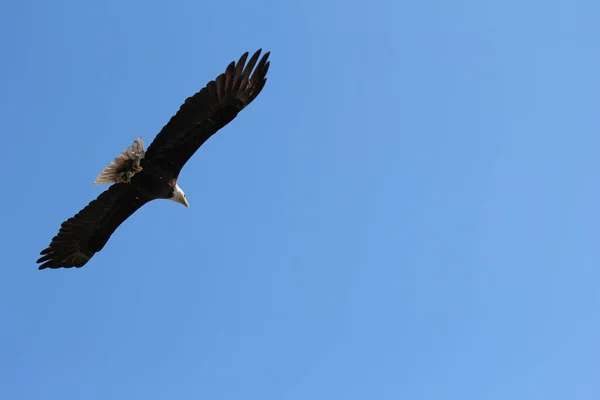 Hermoso Tiro Águila Volando Los Cielos Azules Claros —  Fotos de Stock