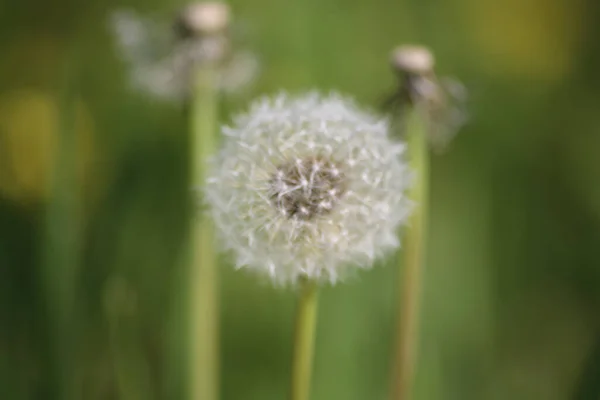 Karahindiba Çiçeğinin Seçici Odak Noktası Diğer Yarıda Şişmiş Karahindibalar Bahçede — Stok fotoğraf