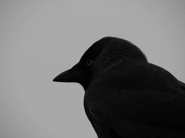 Une Image Monochrome Corbeau Vue Côté — Photo