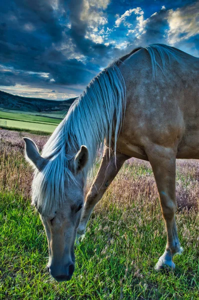 Bir Atın Tarladaki Dikey Görüntüsü — Stok fotoğraf