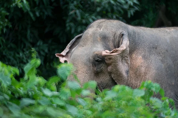 Une Vue Latérale Grand Éléphant Mignon Adorable Reposant Dans Verdure — Photo
