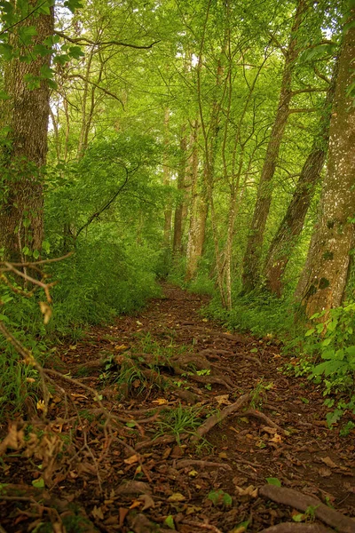 Caminho Florestal Estreito Com Folhagem Verde Mauensee Suíça — Fotografia de Stock