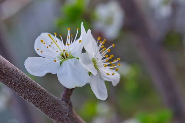 Une Mise Point Sélective Belles Fleurs Cerisier Sur Une Seule — Photo