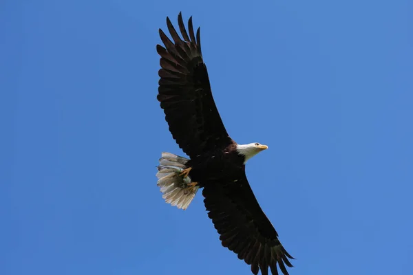Hermoso Tiro Águila Volando Los Cielos Azules Claros Sobre Bosque —  Fotos de Stock