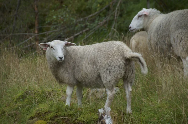Otlakta Otlayan Bir Koyun Sürüsü — Stok fotoğraf