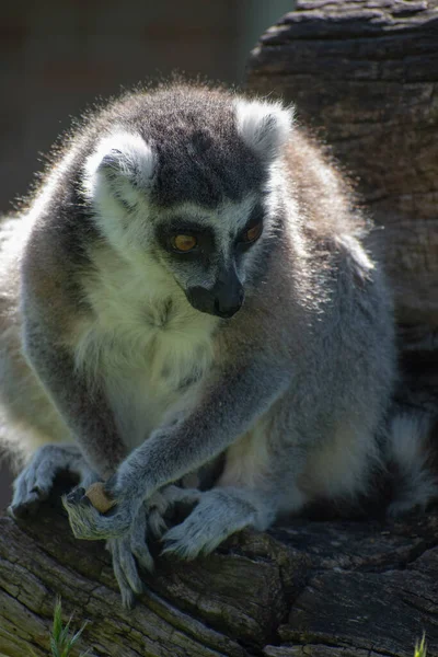 Närbild Fluffig Grå Lemur Klippan Djurparken — Stockfoto