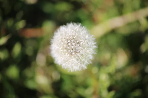 庭のタンポポの花の頭の選択的な焦点 — ストック写真