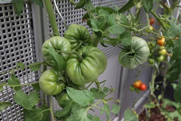 Eine Nahaufnahme Von Grünen Tomaten Reifen Auf Einem Busch Einem — Stockfoto