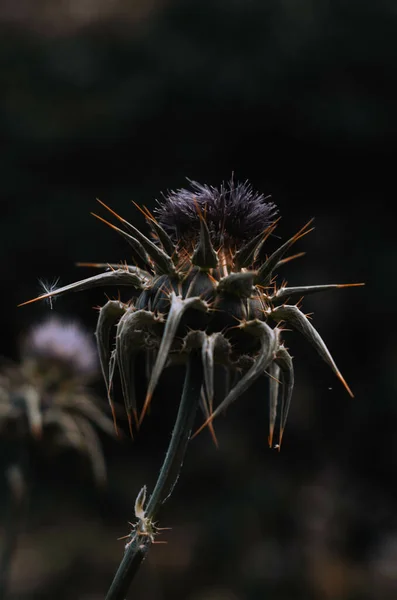 Een Verticaal Shot Van Een Dorre Distel Bloem Een Wazige — Stockfoto