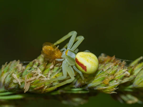 Μια Μακρο Φωτογραφία Μιας Αράχνης Καβουριού Ένα Φυτό — Φωτογραφία Αρχείου