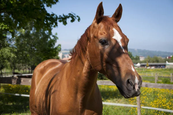 Güneşli Bir Günde Tarlada Güzel Bir Cavalli Arap Atının Yakın — Stok fotoğraf