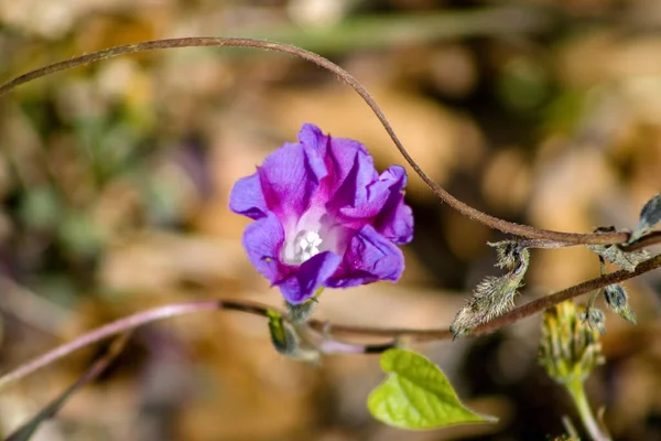 Foco Seletivo Uma Flor Brilhante — Fotografia de Stock