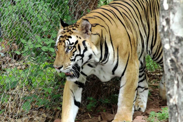 Ein Gestreifter Tiger Einem Käfig Zoo — Stockfoto