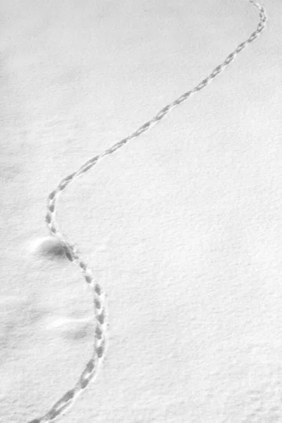 Plan Vertical Traces Sur Neige Furano Hokkaido Japon — Photo