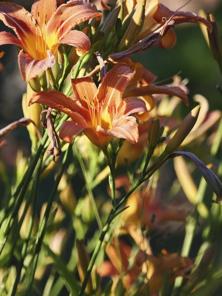 Ένα Κάθετο Πλάνο Ενός Όμορφου Λουλουδιού Κρίνου — Φωτογραφία Αρχείου