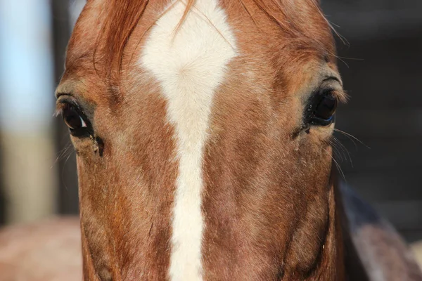 Een Close Van Een Gedeeltelijk Gezien Bruin Wit Paardengezicht Met — Stockfoto