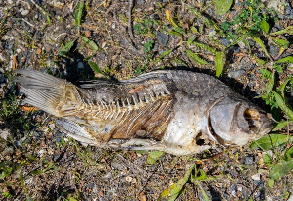 Closeup Shot Half Eaten Fish Ground — Stock Photo, Image