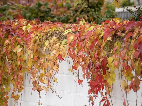 Primer Plano Una Pared Blanca Cubierta Coloridas Hojas Otoño —  Fotos de Stock