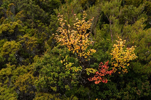 Верхний Вид Красивых Красочных Осенних Деревьев Густом Лесу — стоковое фото
