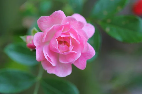 Makro Ujęcie Różowego Kwiatu Ogrodzie Słoneczny Dzień — Zdjęcie stockowe