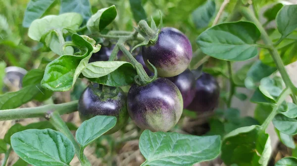 Une Sélection Aubergines Poussant Dans Jardin — Photo