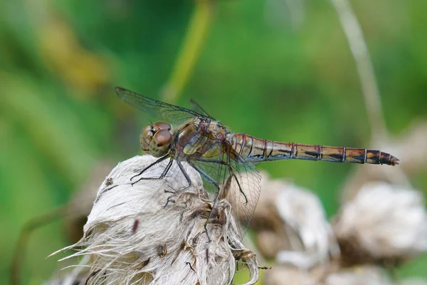 Yaygın Yusufçuk Sineğine Yakın Çekim Devedikeni Tepesinde Oturan Sympetrum Striolatum — Stok fotoğraf