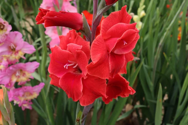 Tiro Seletivo Foco Uma Flor Vermelha Bonita Gladiolus Jardim Fundo — Fotografia de Stock