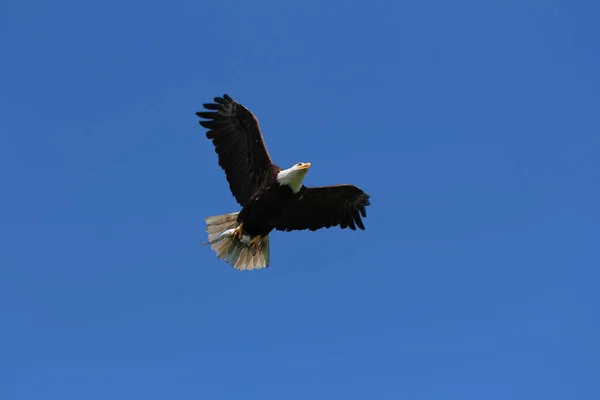 Hermoso Tiro Águila Volando Los Cielos Azules Claros —  Fotos de Stock