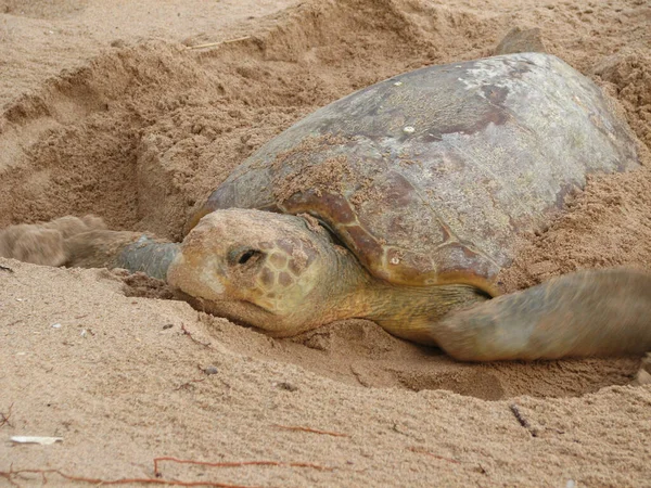 Ett Närbild Skott Pipare Sköldpadda Sanden — Stockfoto
