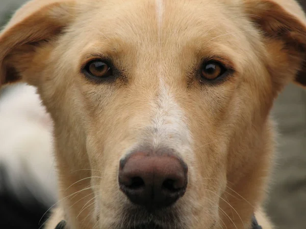 Egy Gyönyörű Vörös Kutya Portréja Ahogy Kamerába Néz — Stock Fotó