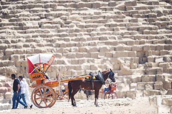 Cairo Egypt Jun 2021 이집트 카이로 피라미드에 전통적 말이끄는 — 스톡 사진