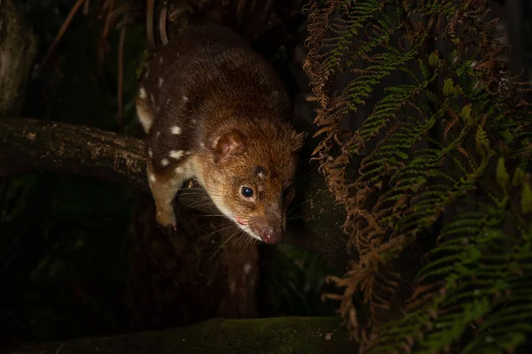 Closeup Threatened Tiger Quoll Spotted Quoll Wild — Stock Photo, Image