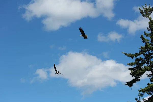 Μια Όμορφη Βολή Δύο Αετών Που Πετούν Πάνω Από Ένα — Φωτογραφία Αρχείου
