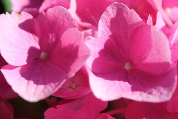 Макро Снимок Розовых Цветов Саду Солнечный День — стоковое фото