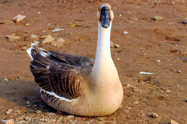 Gros Plan Canard Assis Sur Sol Près Lac Regardant Caméra — Photo