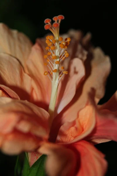 Макрознімок Помаранчевої Рожевої Квітки Чорним Тлом — стокове фото