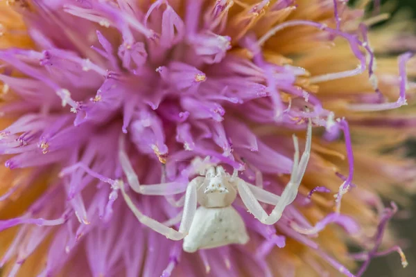 Weiße Buckelkrabbenspinne Thomisus Onustu Auf Der Maltesischen Felskentaurblüte Cheirolophus Crassifolius — Stockfoto