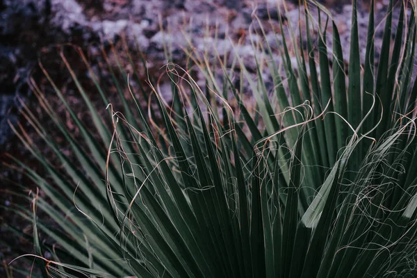 Primer Plano Hojas Palmera Con Fondo Oscuro Jardín —  Fotos de Stock