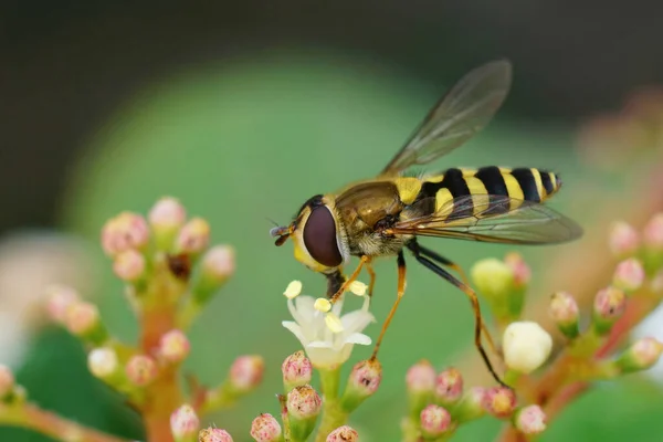 Close Sobre Syprhus Asas Vidro Syrphus Vitripennis Uma Flor Branca — Fotografia de Stock