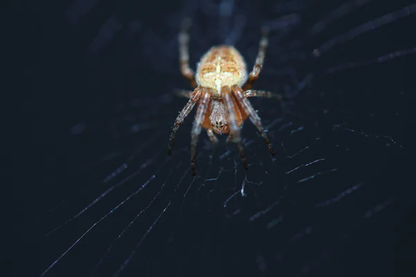 Makroaufnahme Einer Giftigen Spinne Auf Seinem Spinnennetz — Stockfoto