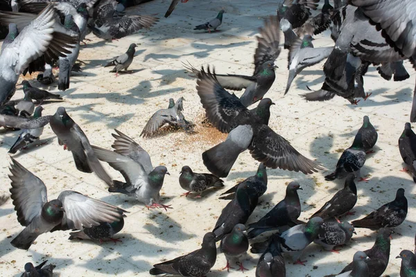 正方形の鳩のグループ — ストック写真