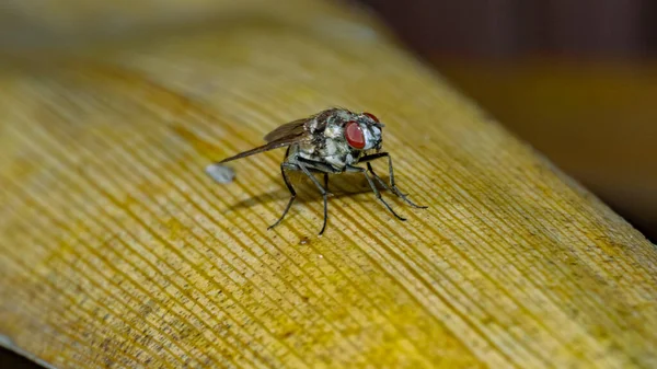 Gros Plan Une Mouche Sur Feuille Jaune Séchée — Photo