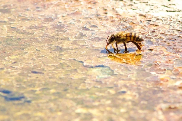 Крупним Планом Бджола Воду Сонячний День — стокове фото