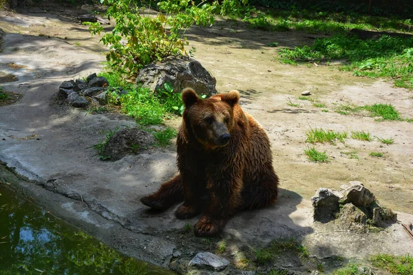 Lindo Oso Pardo Sentado Suelo Zoológico — Foto de Stock