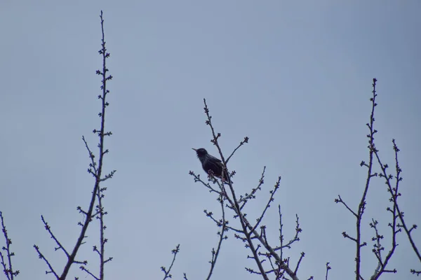 Pájaro Una Rama Árbol Sin Hojas —  Fotos de Stock