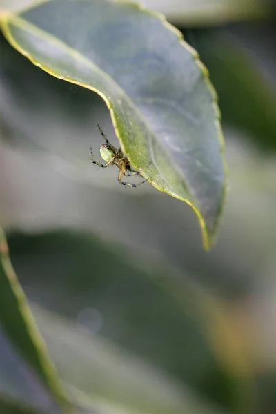 Araniella Cucurbitina Μερικές Φορές Ονομάζεται Αγγούρι Πράσινη Αράχνη Είναι Μια — Φωτογραφία Αρχείου