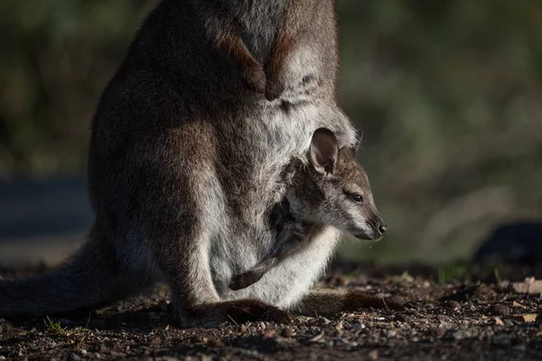 Primer Plano Wallaby Cuello Rojo Con Joey Bolsa — Foto de Stock